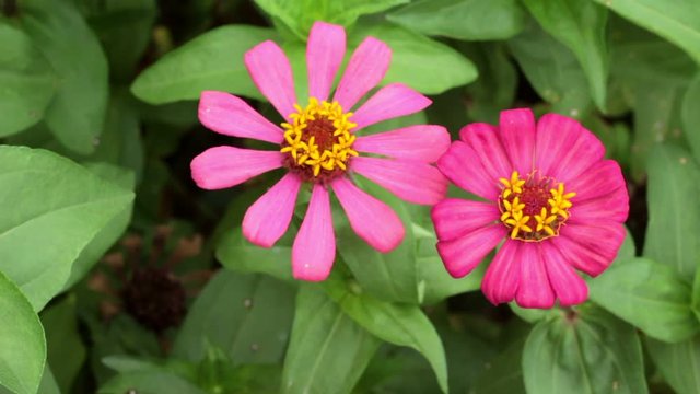 Pink narrowleaf zinnia in the garden.