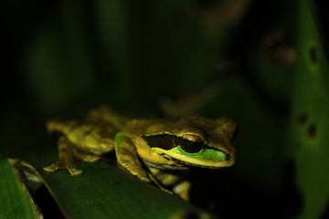 Frog in the jungle, Costa Rica. Tropical Travel. Wanderlust.