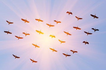 a flock of flying birds.