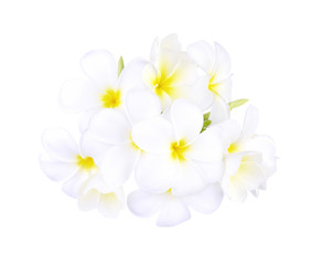 white frangipani tropical flower, plumeria flower blooming on white background