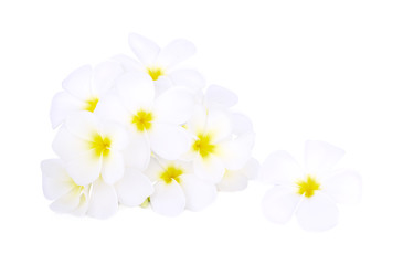 white frangipani tropical flower, plumeria flower blooming on white background