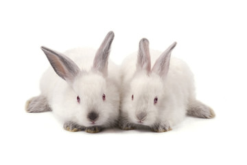 Two white small rabbits isolated on white background