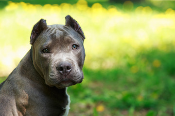 Blue American staffordshire terrier