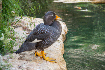 Brassemer cendré, tachyeres pteneres, au bord de l'eau