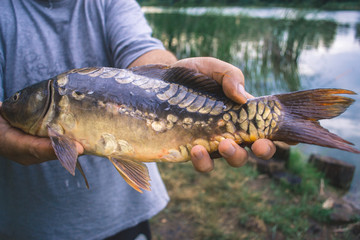 Obraz premium The fisherman is holding a catch - a large carp.