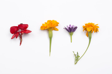 Tropical sag and Marigold flower on the white background.