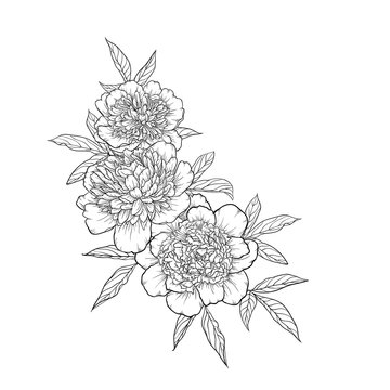 beautiful monochrome black and white bouquet peony isolated on background. Hand-drawn.