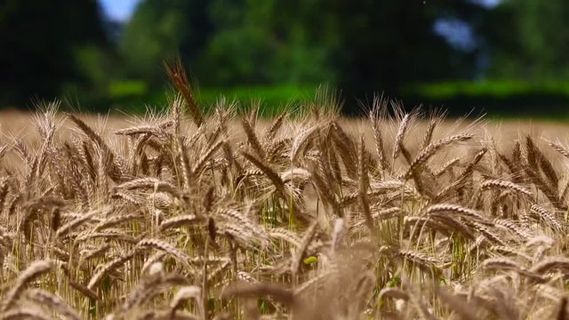 movie clip video: golden wheat, wind and green nature