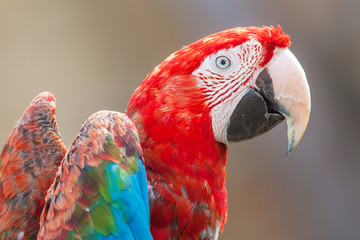 Ara à ailes vertes, ara chloroptera, en gros plan © guitou60