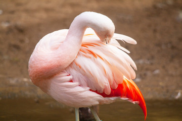 flamand du chili, phoenicopterus chilensis, en gros plan