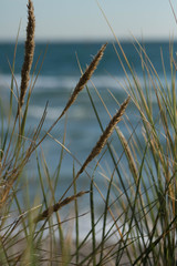 beach grass