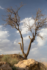 Obraz premium A Tree in Desert, Khorasan Razavi, Iran