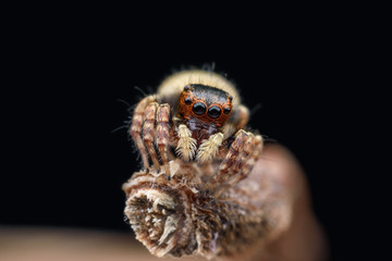 Super macro female Carrhotus Sannio or Jumping spider on stem © PK4289