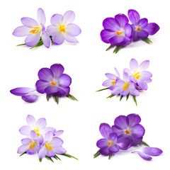 Obraz na płótnie Canvas crocus flower on white background - fresh spring flowers - collage