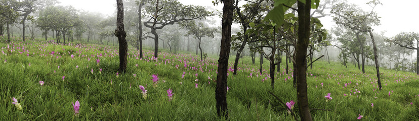 panorama landscape,Pa Hin Ngam National Park,Chaiyaphum Province, Thailand