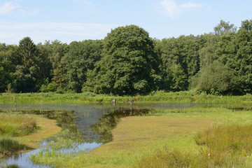 Fototapeta na wymiar Teich im Lohmarer Wald