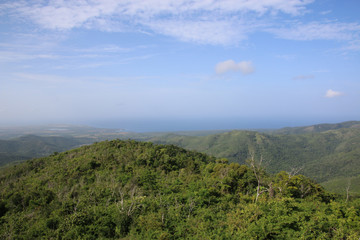 jungle cubaine