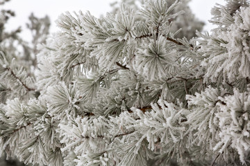 Winter frost on trees