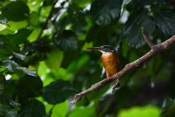 Female common kingfisher in the wild, known scientifically as Alcedo atthis
