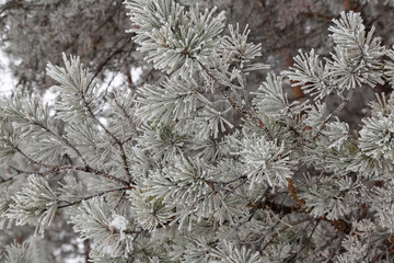 Winter frost on trees