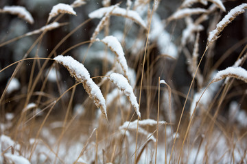 Fototapeta premium Winter frost on trees