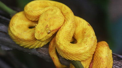 Snake in the jungle, Costa Rica. Tropical Travel. Wanderlust.
