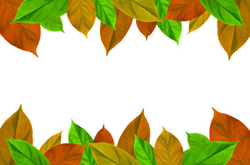 Frame from green leaves on white background for isolated, Frame by green leaf, orange leaf and yellow leaf, Free space by green leaves on white background for cut off