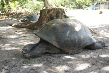 Seychelles tortue