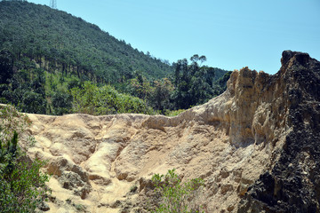 Soil forest