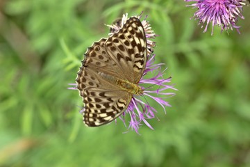 Dunkler Kaisermantel (Argynnis paphia f. valesina) auf Skabiosen-Flockenblume (Centaurea scabiosa)
