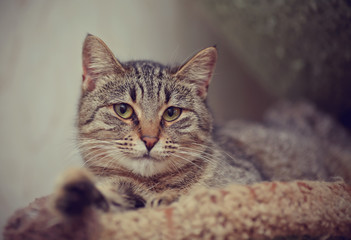 Portrait of the striped lying cat.