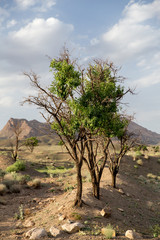 Obraz premium Kaboudan, Khorasan Razavi, Iran
