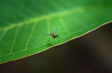 Bug on green leaf ,wallpaper style