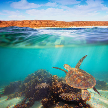 Turtle swimming underwater on the Ningaloo Reef, Western Australia