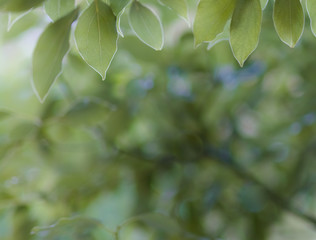 Fototapeta na wymiar Green leaves background, Fresh green tree leaves, frame. Natural background.