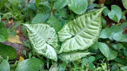 Obraz premium caladium or colocasia in the garden