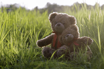 Teddy bear couple sitting on the meadow with The evening sun.