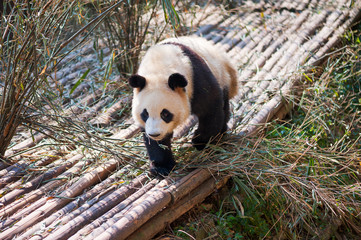 Young panda walking on wood