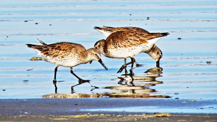 Birds on the beach