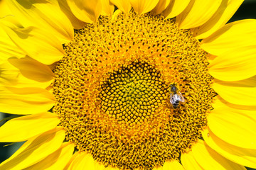 Sonnenblume, Nahaufnahme