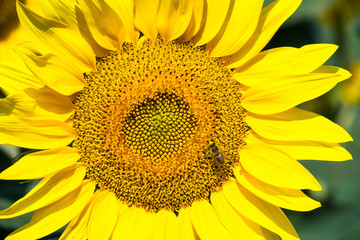 Sonnenblume, Nahaufnahme
