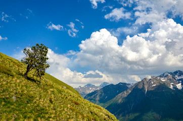 A beautiful mountain landscape. A lonely tree growing on a mountain.