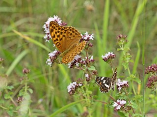 Weiblicher Kaisermantel (Argynnis paphia) und Landkärtchen (Araschnia levana f. prorsa) auf Echtem Dost (Origanum vulgare) 