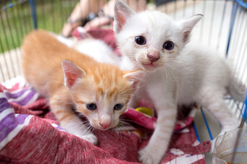 two abandoned kittens with sad eyes and face in the cage, cats waiting for home.