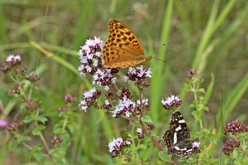 Weiblicher Kaisermantel (Argynnis paphia) und Landkärtchen (Araschnia levana f. prorsa) auf Echtem Dost (Origanum vulgare) 