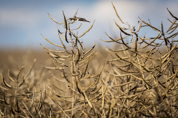 Fototapeta premium Dried matured rape in the field