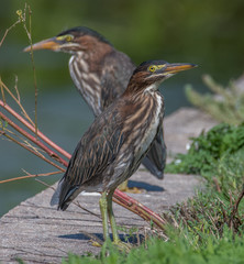 Close up of two young Green Heron