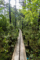 a narrow footbridge through a forest