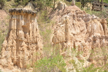 Soil forest