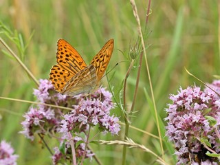 Männlicher Kaisermantel (Argynnis paphia) auf Echtem Dost (Origanum vulgare)